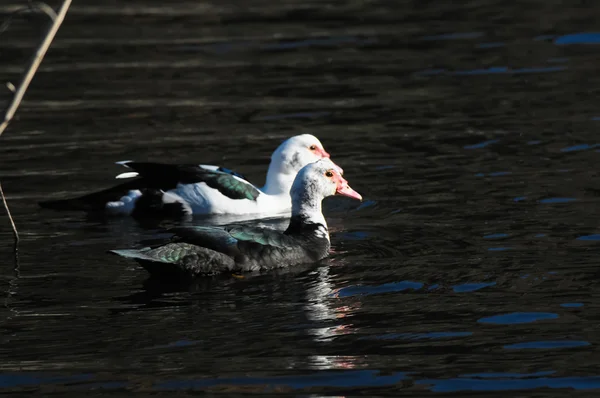 Muscovy Duck — Stock Photo, Image