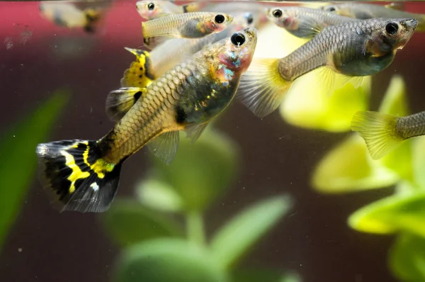 Guppy Multi Colored Fish — Stock Photo, Image