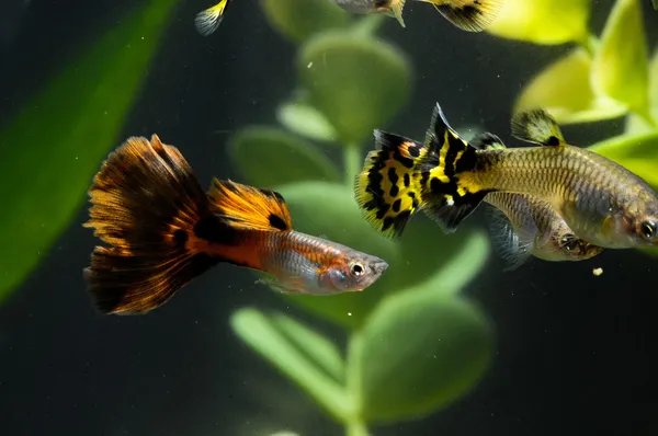 Guppy bunte Fische — Stockfoto