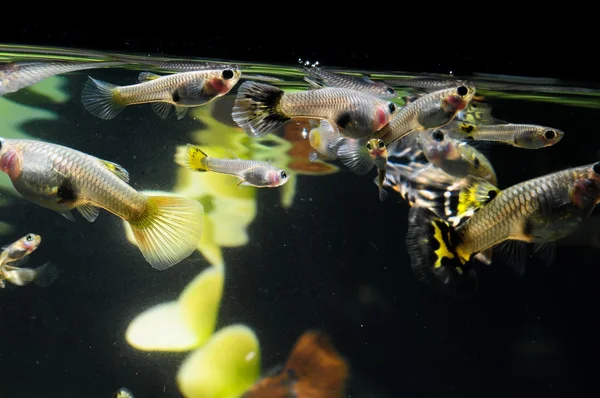 Guppy flerfarvet fisk - Stock-foto