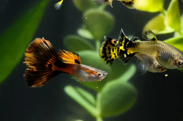 グッピー複数の魚の色 ロイヤリティフリーのストック画像