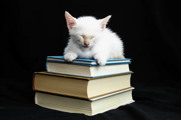 White Young Baby Cat — Stock Photo, Image