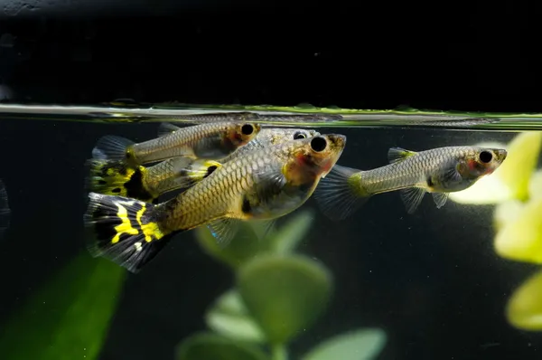 Guppy bunte Fische — Stockfoto