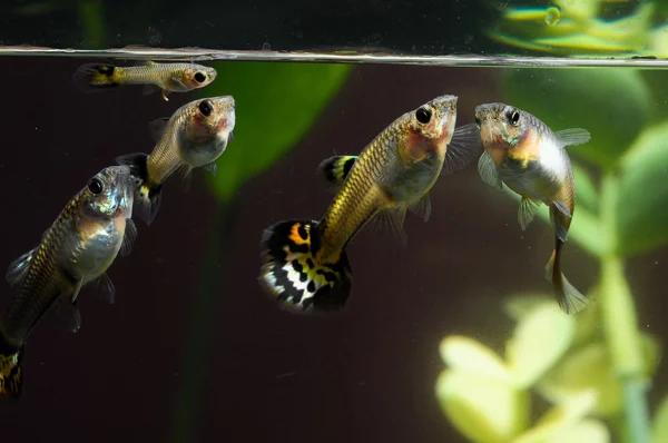 Guppy peces multicolores — Foto de Stock