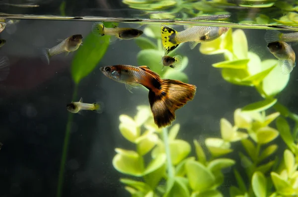 Guppy peces multicolores — Foto de Stock