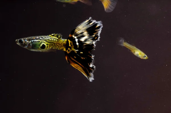 Guppy multi peixes coloridos — Fotografia de Stock