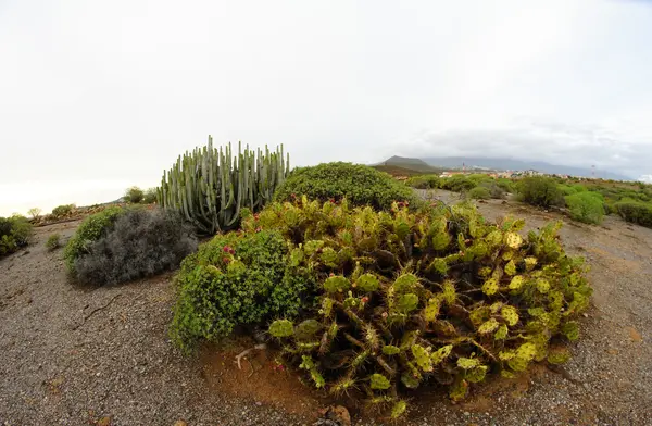 Cactus succulento verde — Foto Stock