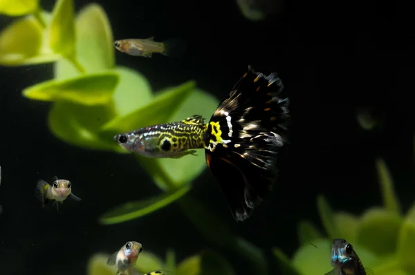 Guppy flerfärgade fisk — Stockfoto