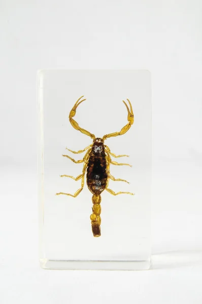 Scorpion mariné — Photo