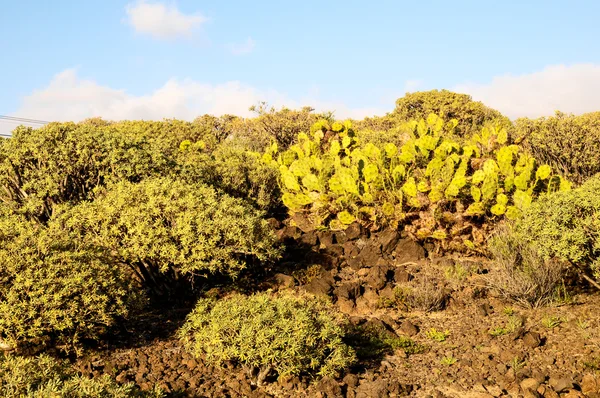 Cacto no deserto — Fotografia de Stock