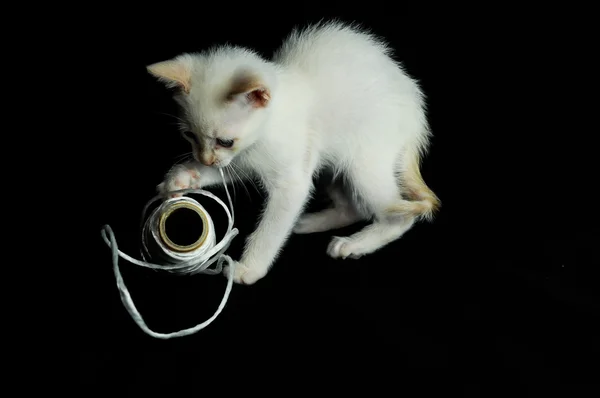 Branco jovem bebê gato — Fotografia de Stock