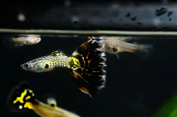 Guppy Multi Colored Fish — Stock Photo, Image