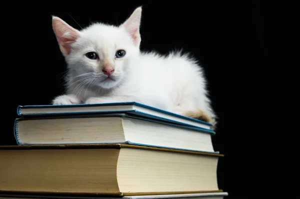 Branco jovem bebê gato — Fotografia de Stock