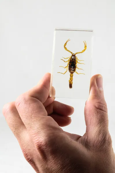 Escorpião em conserva — Fotografia de Stock