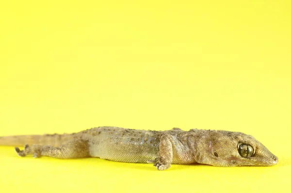 Szary gecko jaszczurka — Zdjęcie stockowe