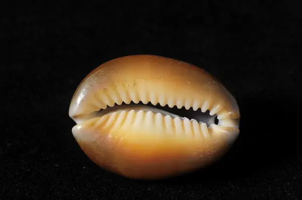 Shell laut — Stok Foto