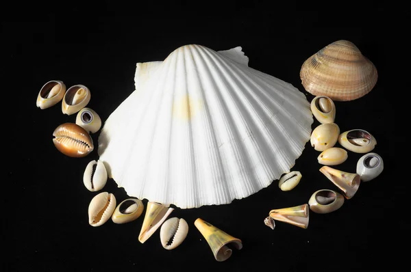 Sea shell — Stockfoto