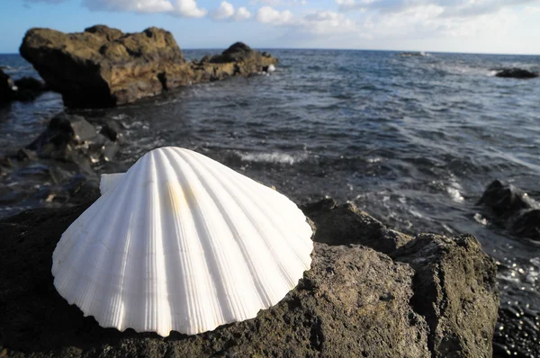 石灰石海贝壳 — 图库照片