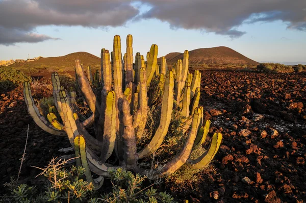 Cactus in the Desert — Stock Photo, Image