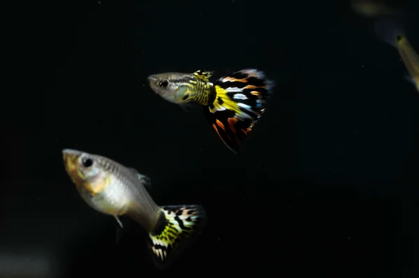 Guppy Multi Colored Fish — Stock Photo, Image