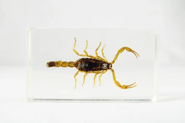 Scorpion mariné — Photo