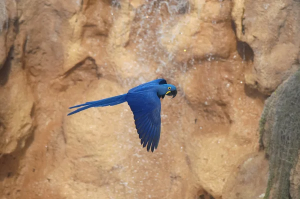 Синий тропический попугай — стоковое фото