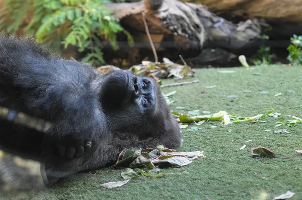 Sterke volwassen zwarte gorilla — Stockfoto