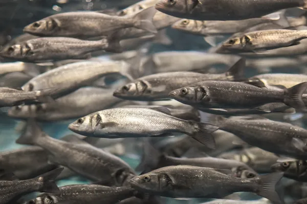 Escuela de Peces Gris Plata —  Fotos de Stock