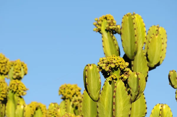 Cactus da fiore — Foto Stock