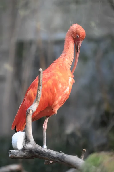 Roze parrot — Stockfoto