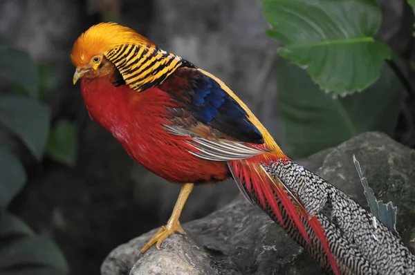 Pájaro loro elegante coloreado — Foto de Stock