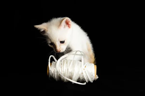 Blanco joven bebé gato — Foto de Stock