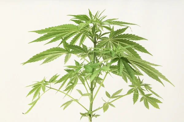 Wormwood (grass) - salvation from 1000 diseases 64 Wormwood (grass) - salvation from 1000 diseases 14