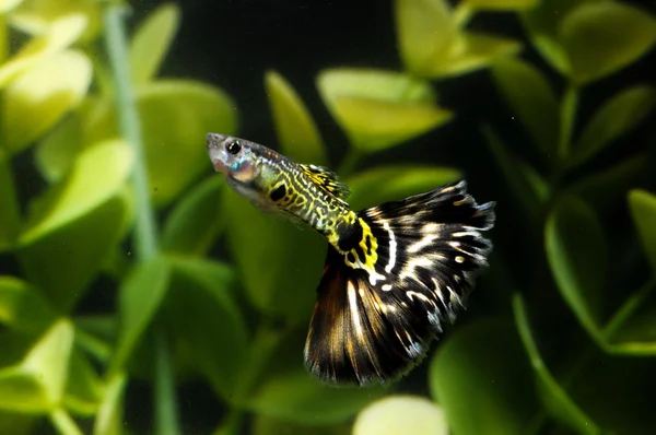 Guppy peces multicolores — Foto de Stock