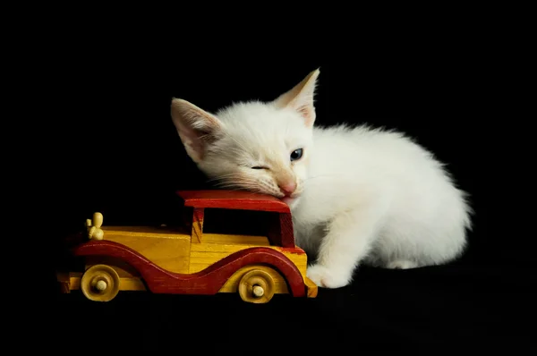 Witte jonge baby kat — Stockfoto