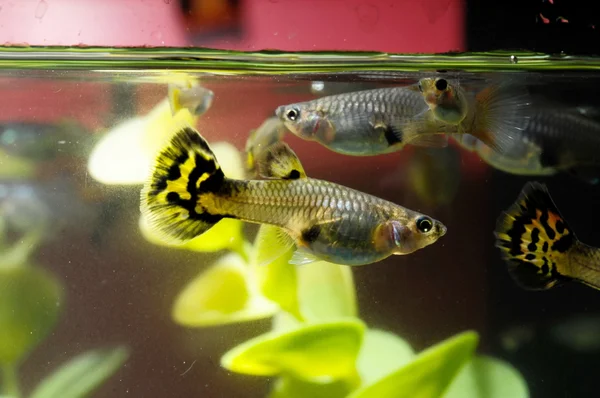 Guppy flerfarvet fisk - Stock-foto