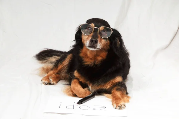 Drawing Dog — Stock Photo, Image