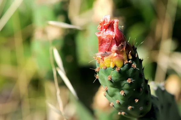 Fleur de cactus — Photo