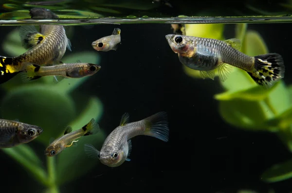 Многоцветная рыба Гуппи — стоковое фото