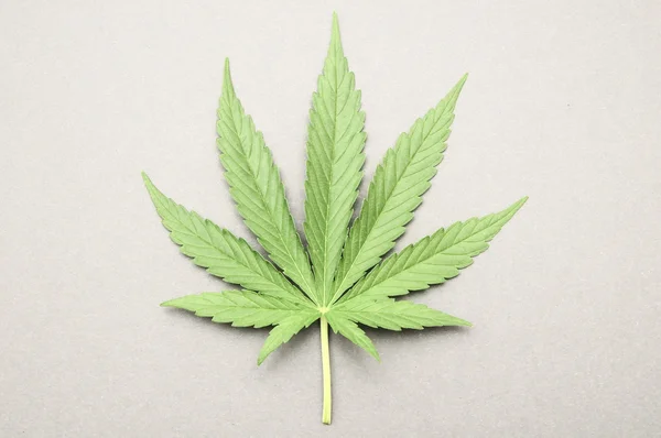 Cannabis leaf — Stockfoto