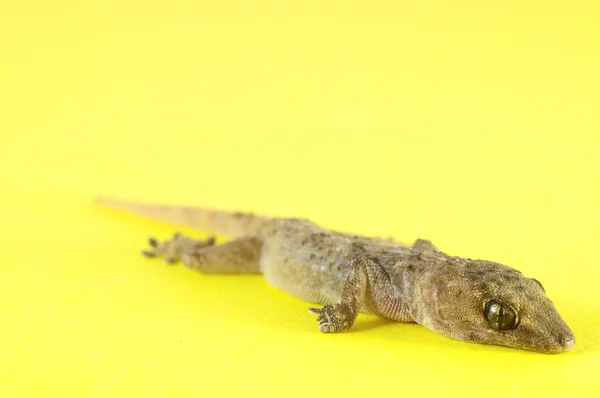 Szary gecko jaszczurka — Zdjęcie stockowe