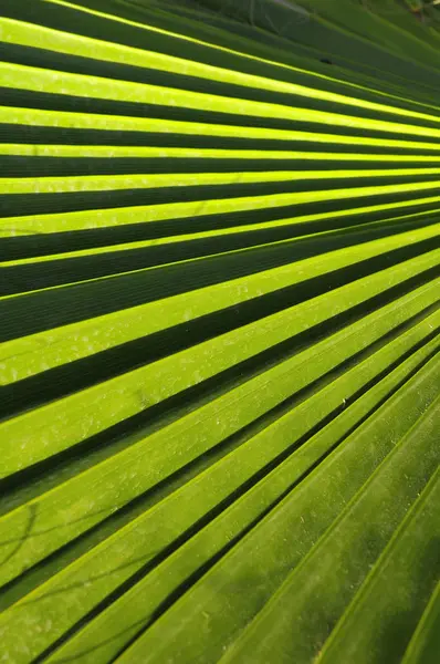Yeşil palmiye yaprakları — Stok fotoğraf
