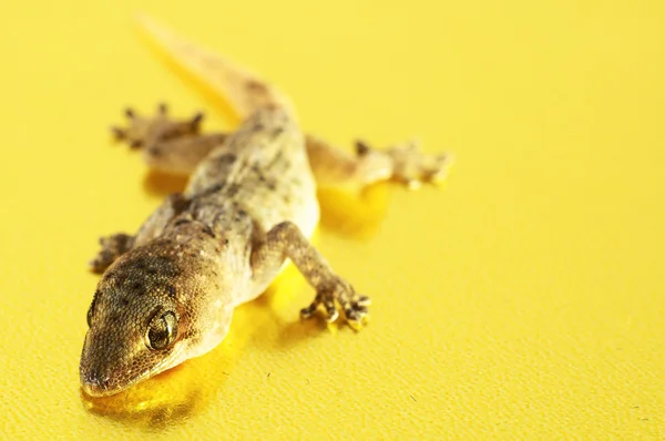 Szary gecko jaszczurka — Zdjęcie stockowe