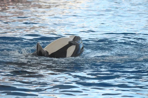 Orcinus orca — Stock Photo, Image