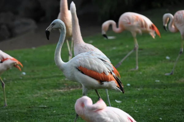 Pink Adult Flamingo — Stock Photo, Image