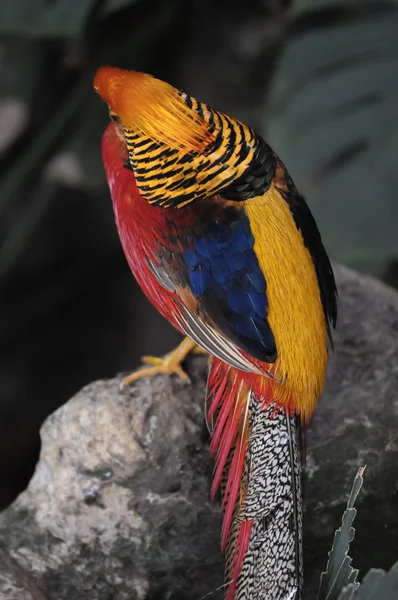 Farbig eleganter Papageienvogel — Stockfoto