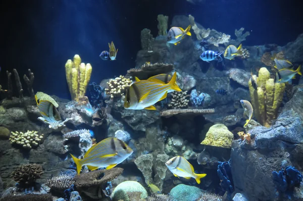 Poissons dans un aquarium tropical — Photo