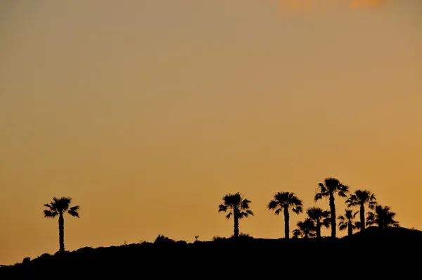 Tramonto delle palme — Foto Stock