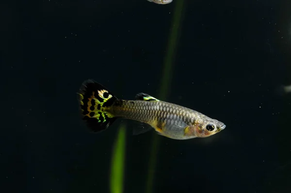 Gupik wielu kolorowych ryb — Zdjęcie stockowe