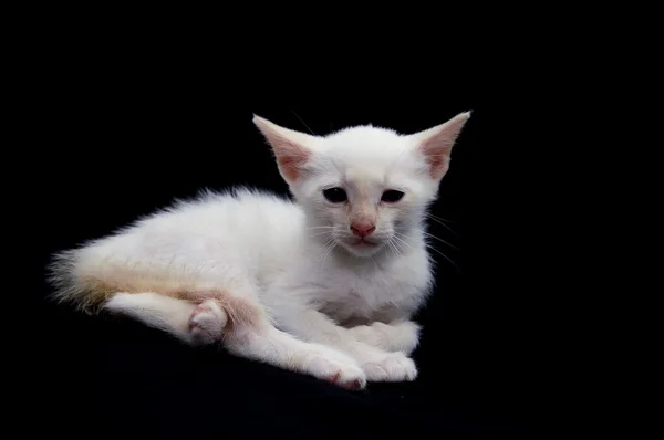 Branco jovem bebê gato — Fotografia de Stock